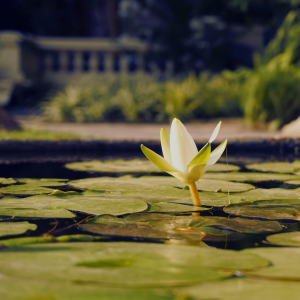 lotus flower
