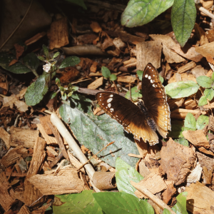 butterfly